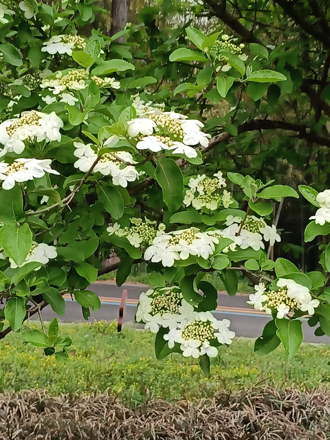 IMG_20240413_160242.jpg