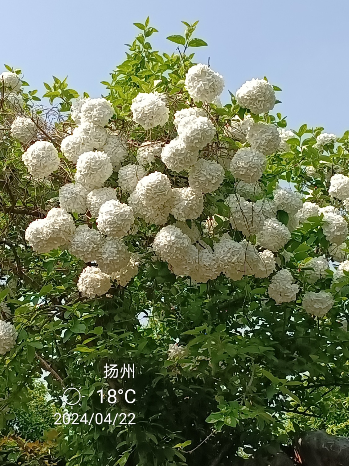 IMG_20240422_093546.jpg