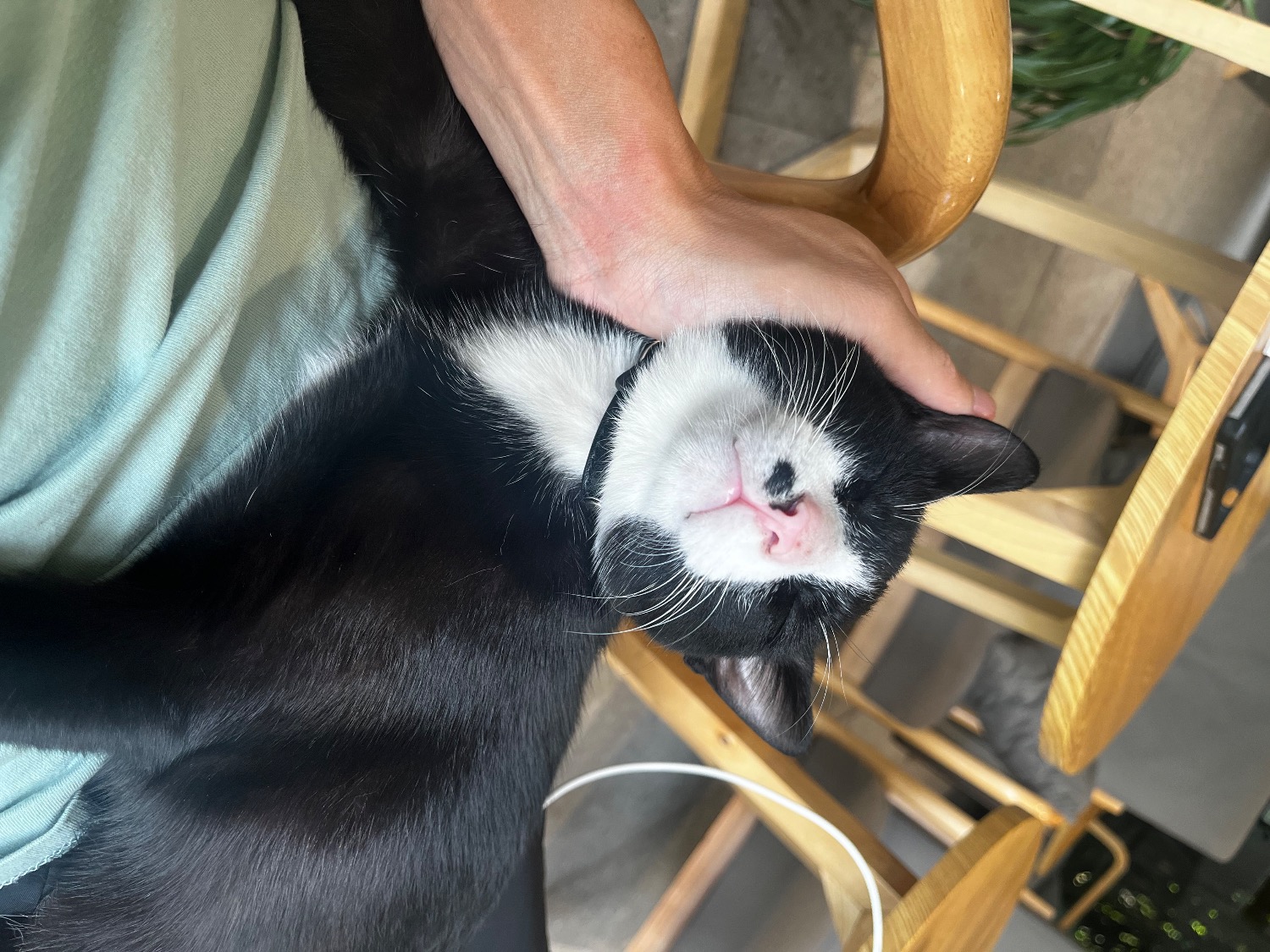 IMG_3634.jpeg