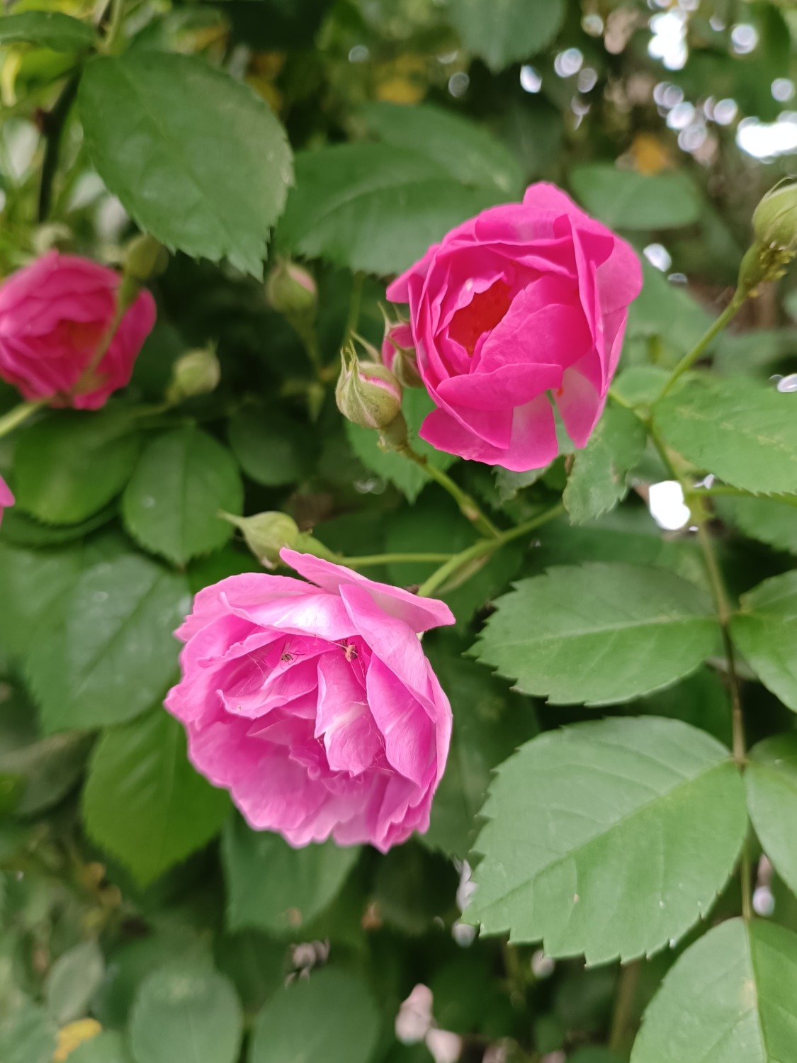 IMG_20240420_171833.jpg