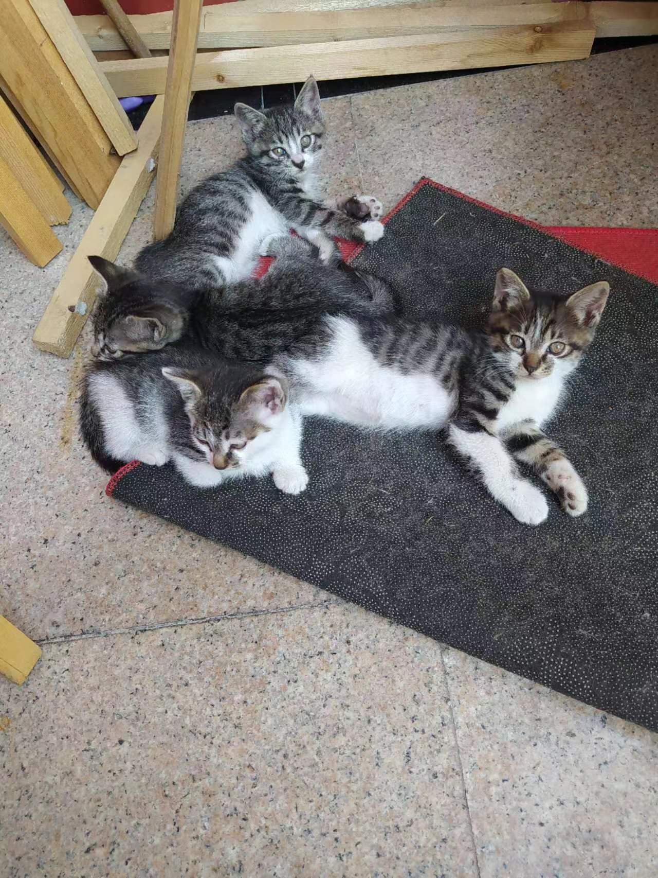 小猫照片
