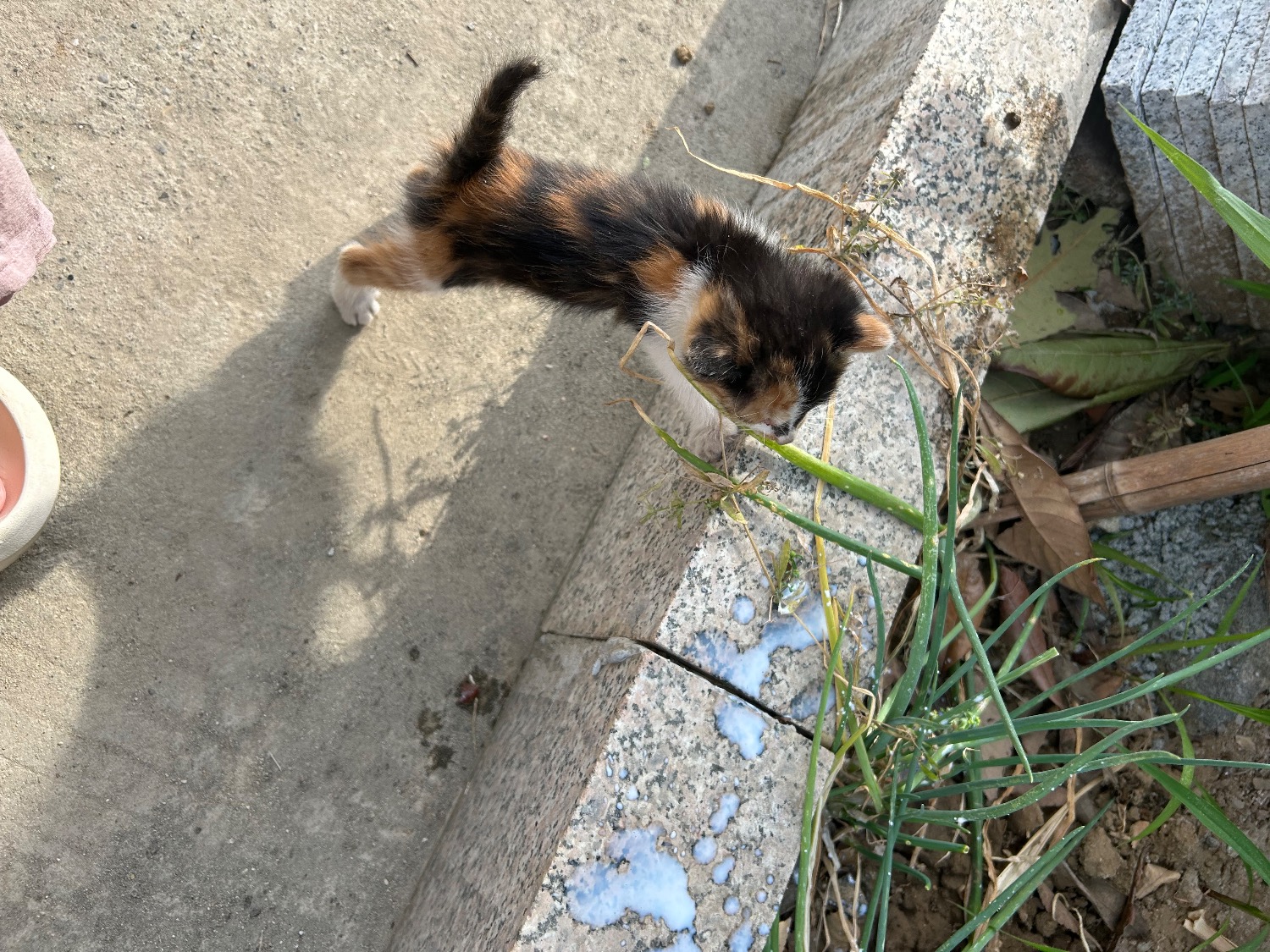 IMG_5733.jpeg