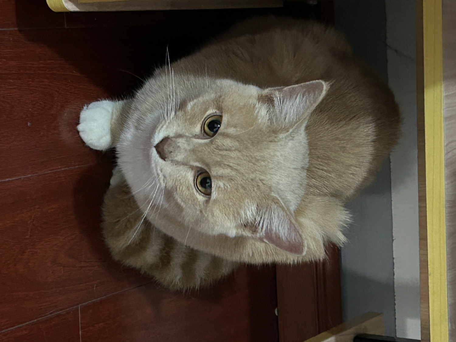 IMG_9752.jpeg