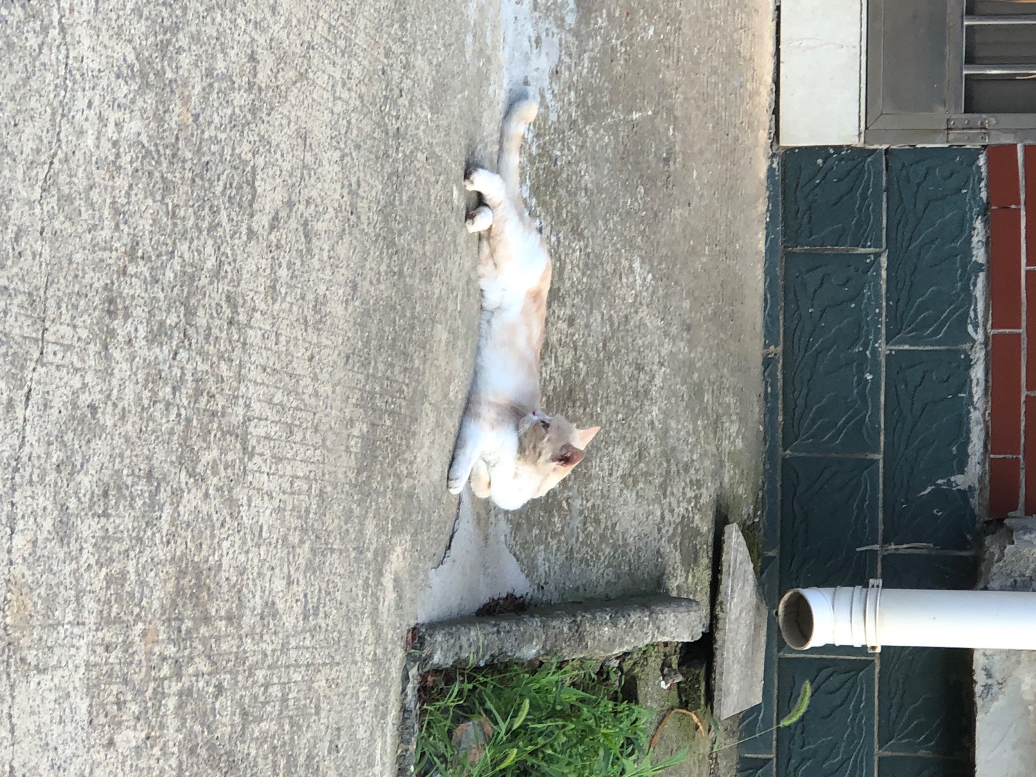IMG_1226.jpeg