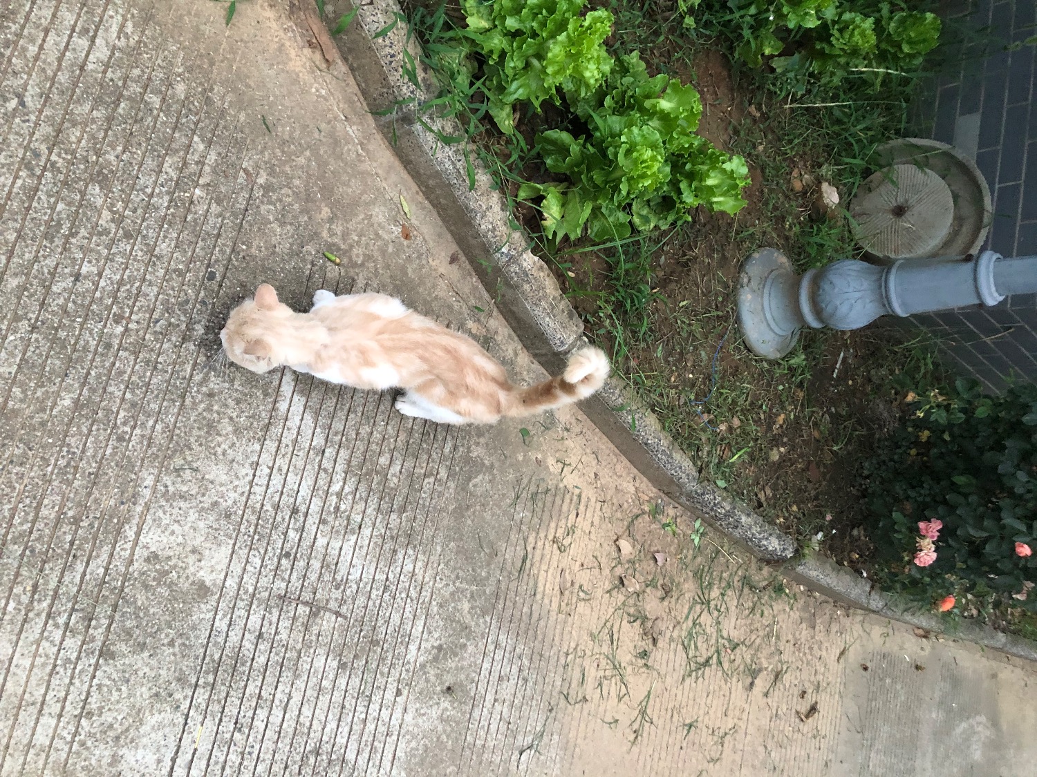 IMG_1236.jpeg