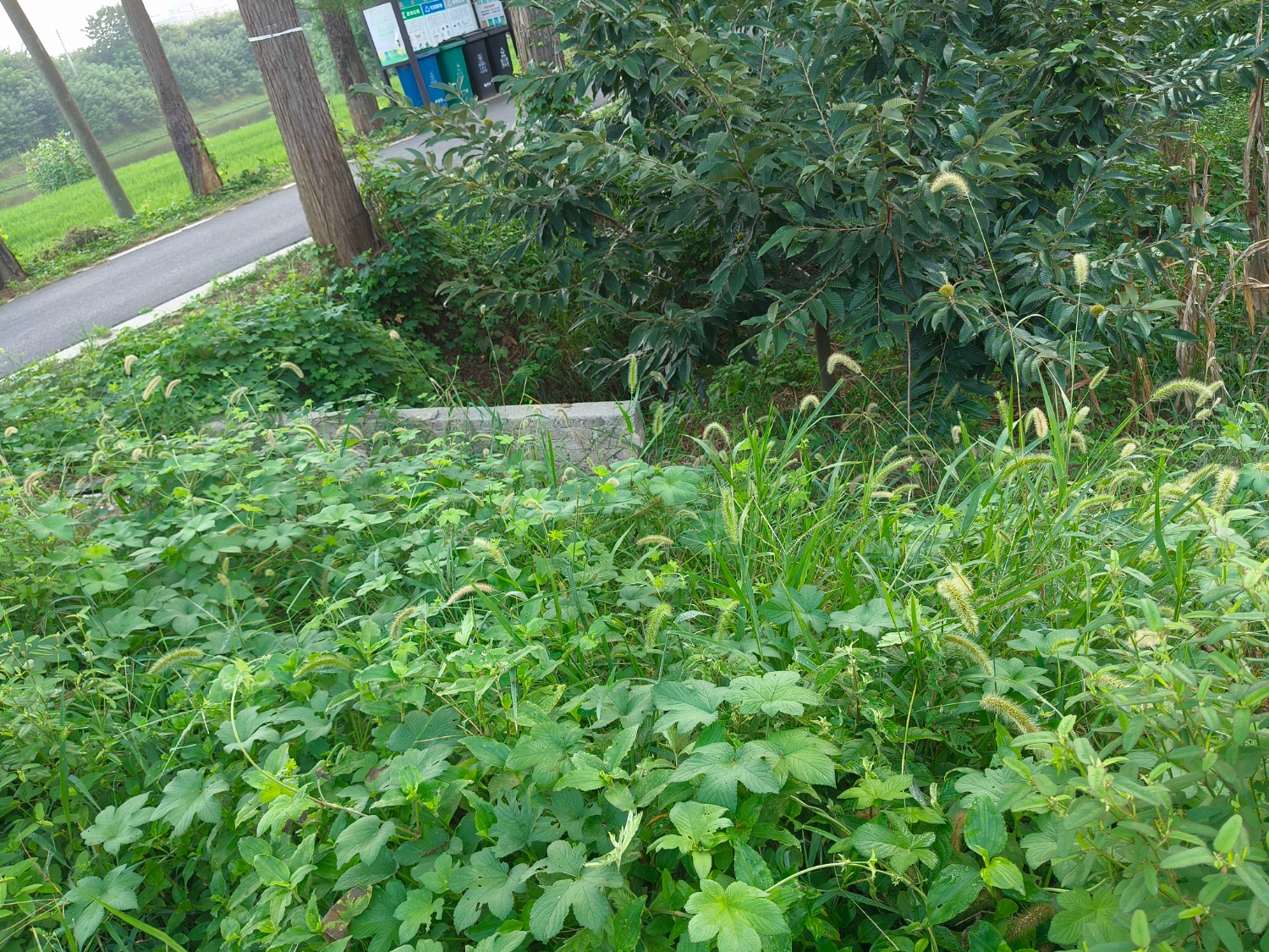 IMG20240828070436.jpg