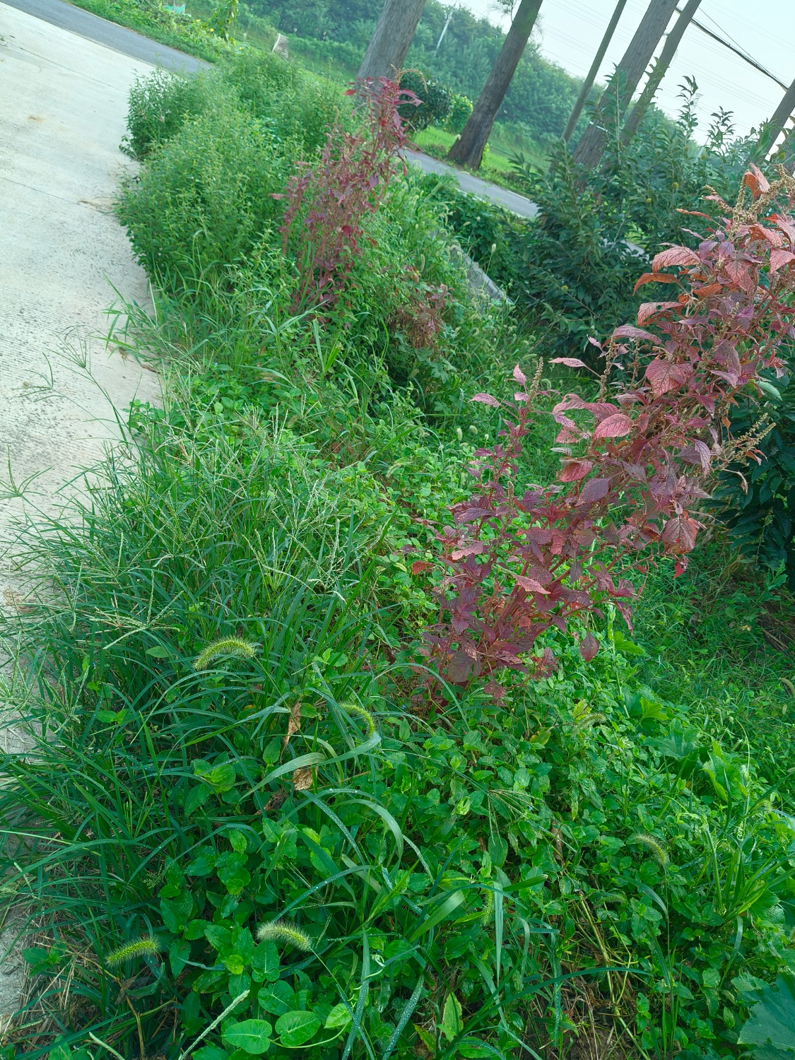 IMG20240828070426.jpg