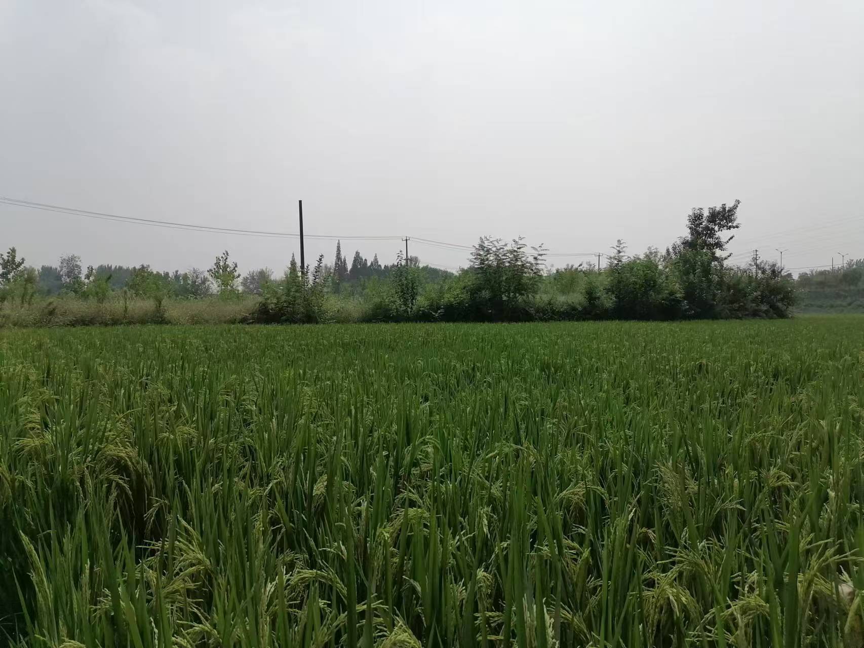 远望东园台基