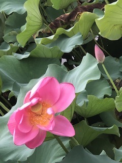IMG_8243.jpeg