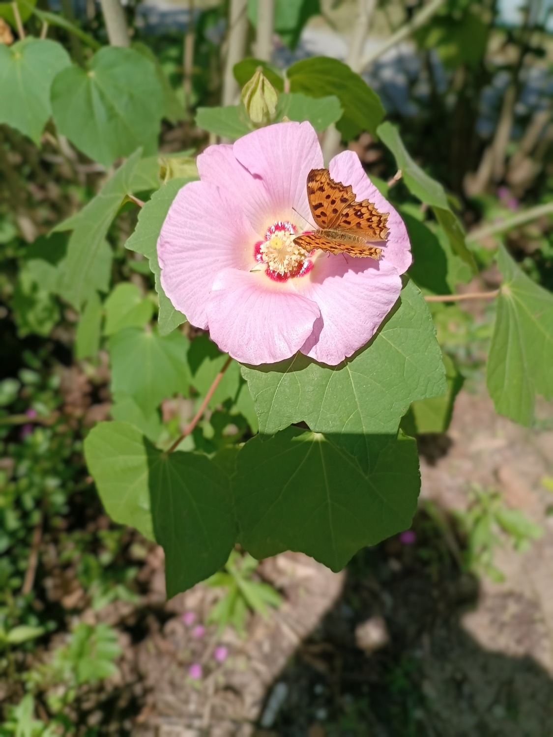IMG_20241002_100336.jpg