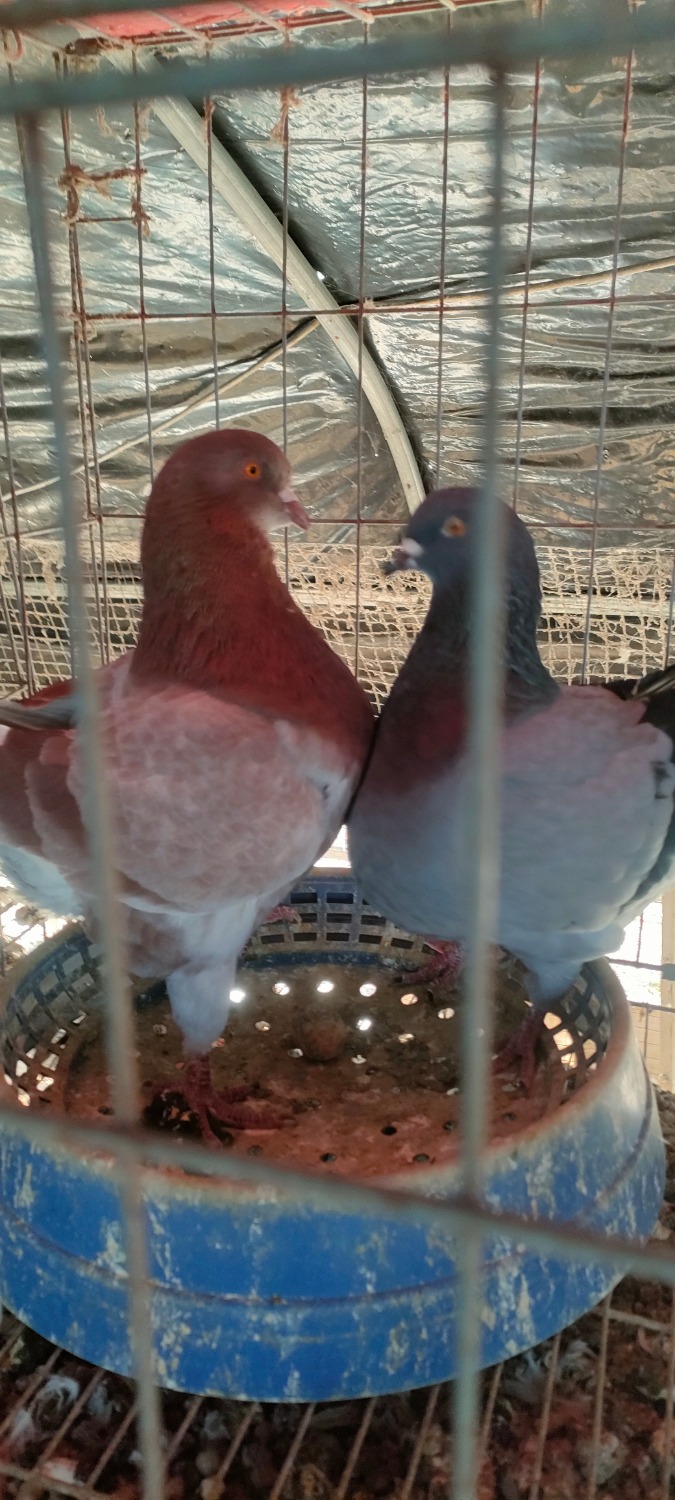 IMG20241220101702.jpg