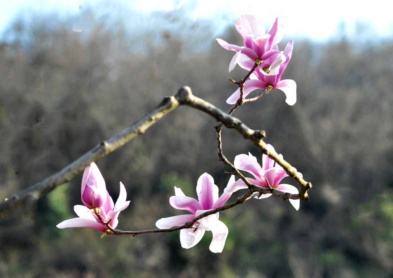 DSC_1325.JPG