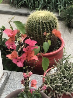 IMG_8953.jpeg