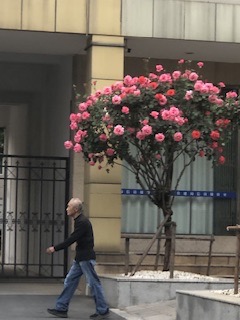 IMG_8950.jpeg