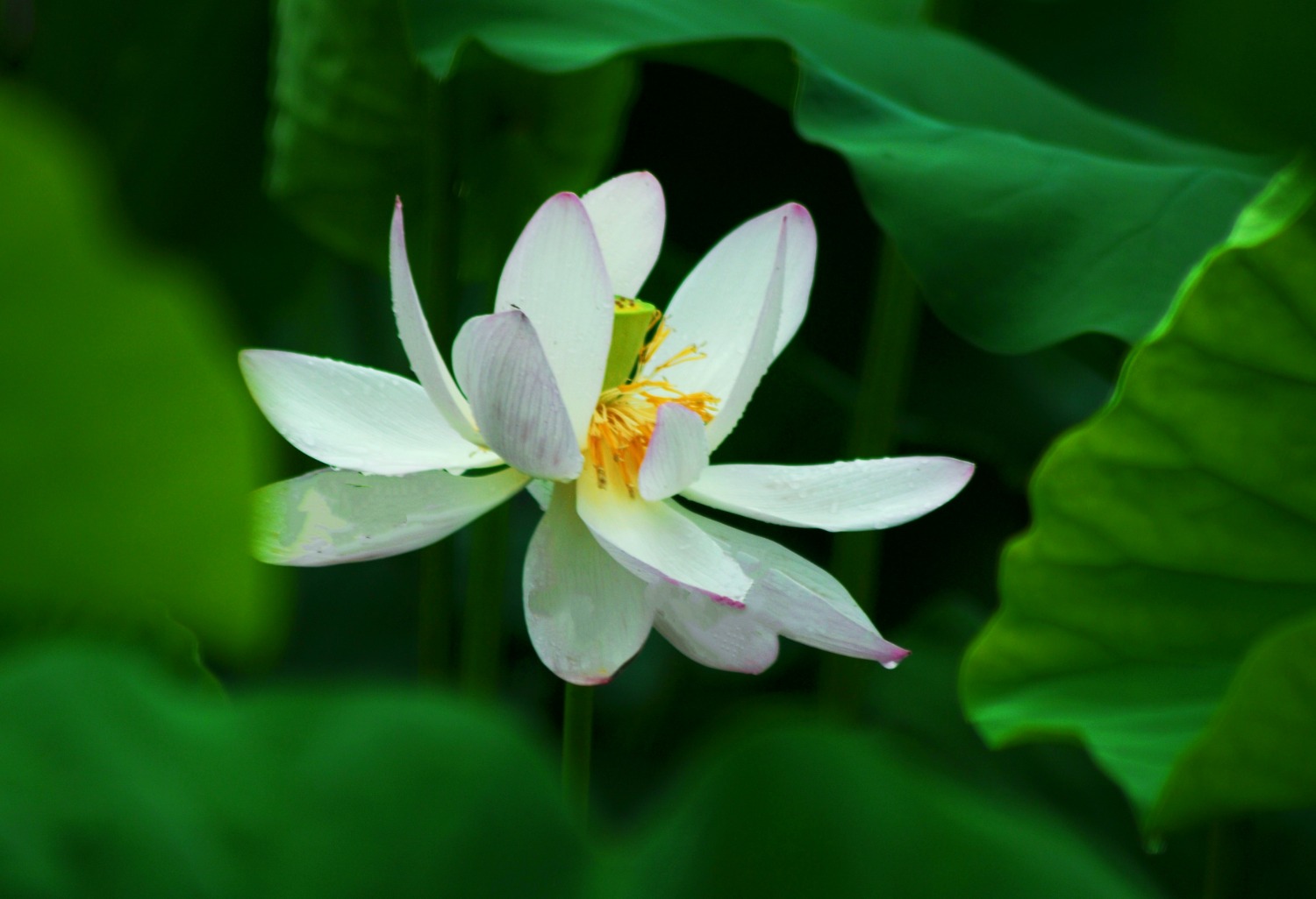 DSC_3484-01.jpeg