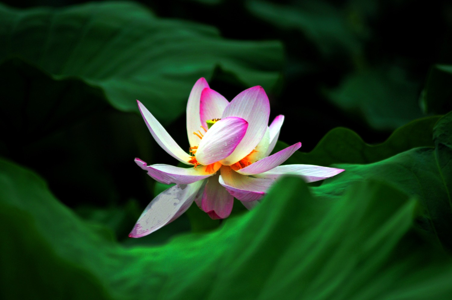 DSC_3646_o,.jpg