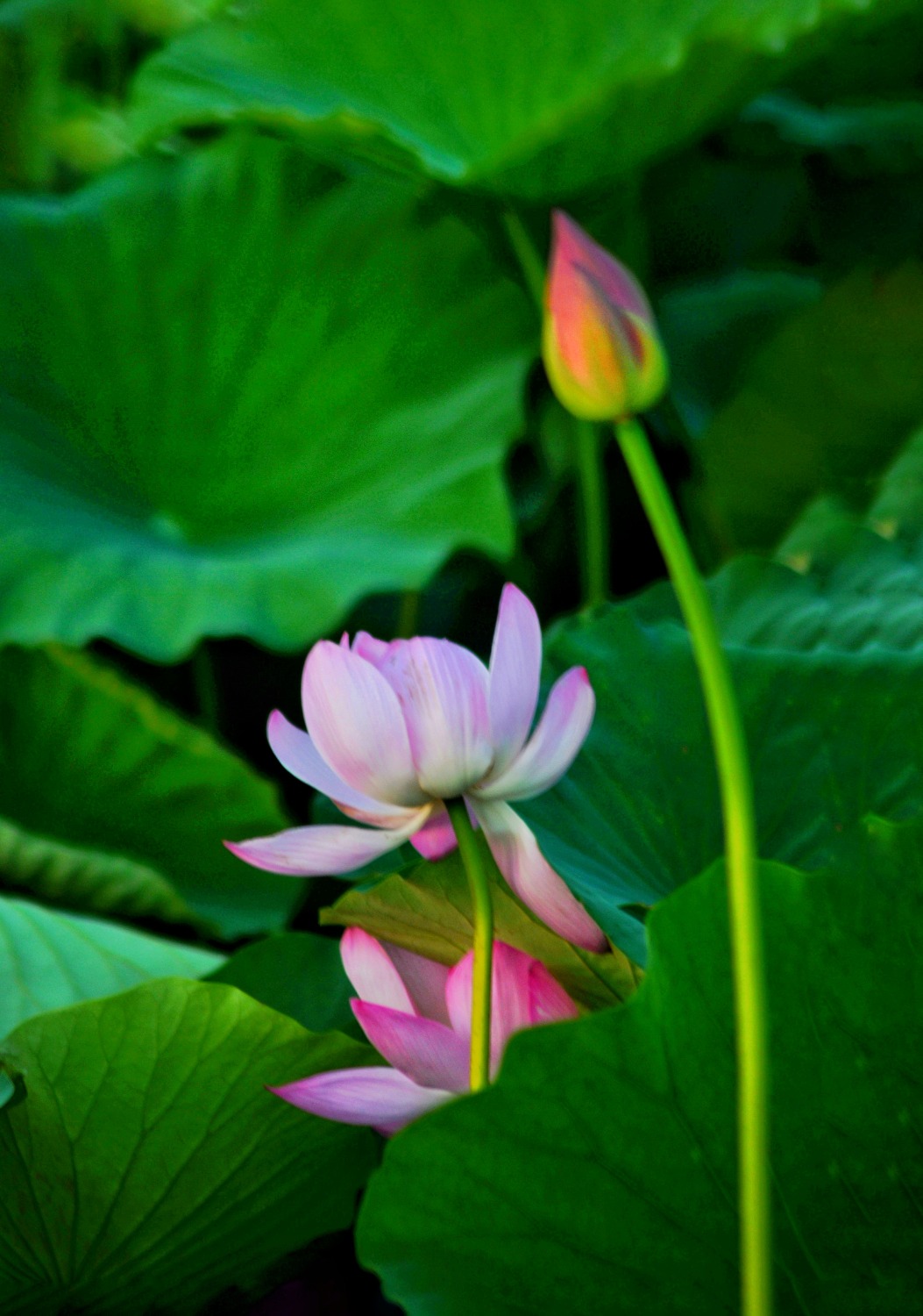 DSC_3723-01.jpeg