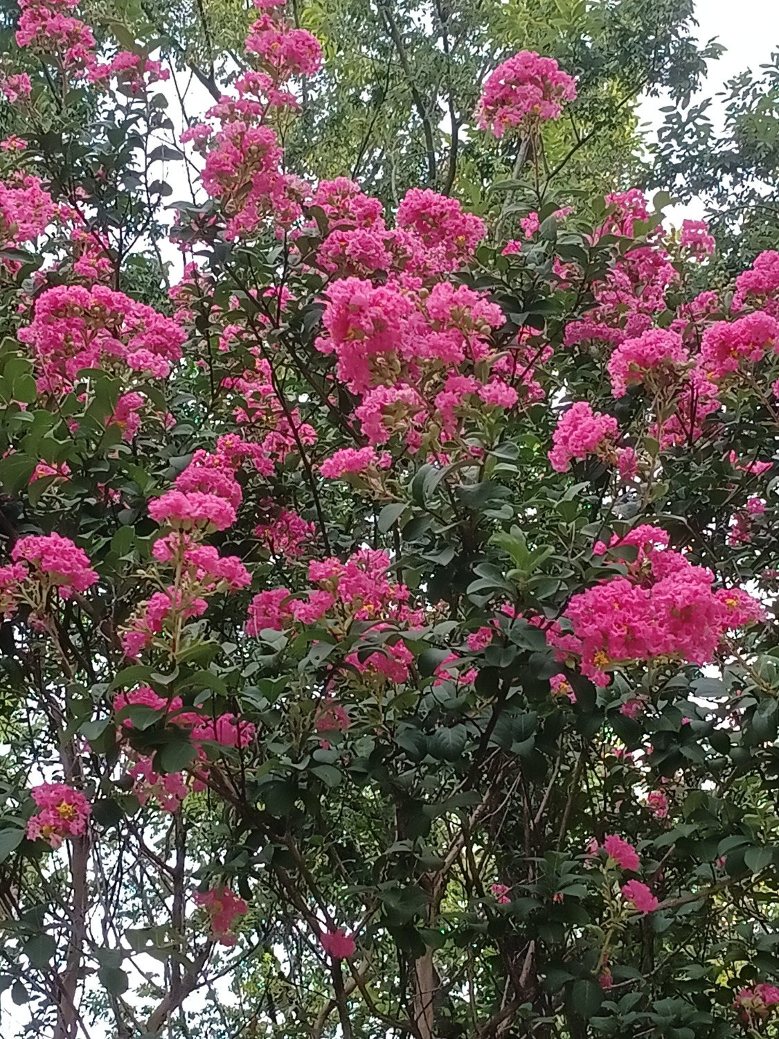 IMG_20250710_063832.jpg