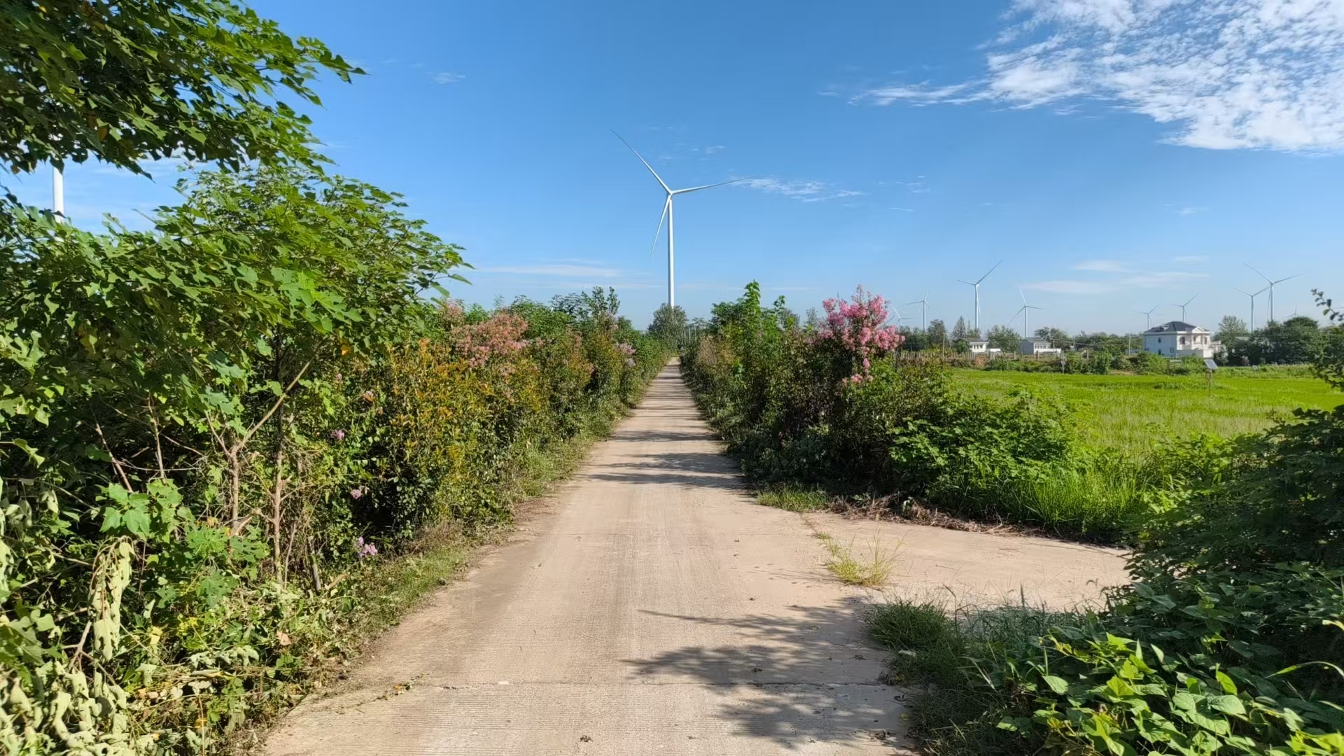 道路清理 (1).jpg