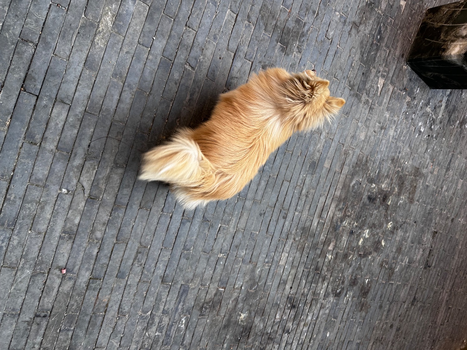 IMG_1168.jpeg