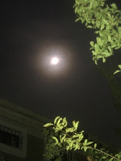 IMG_9756.jpeg