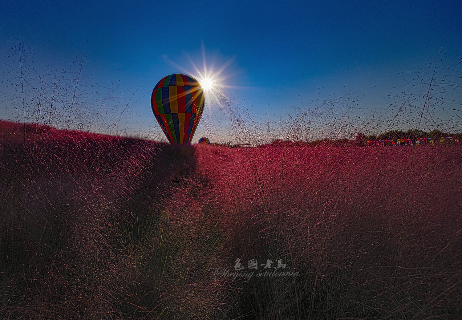 网红草ccv.jpg