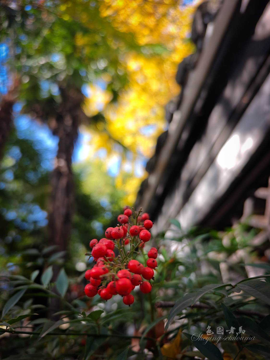 IMG_20251129_110133 拷贝.jpg