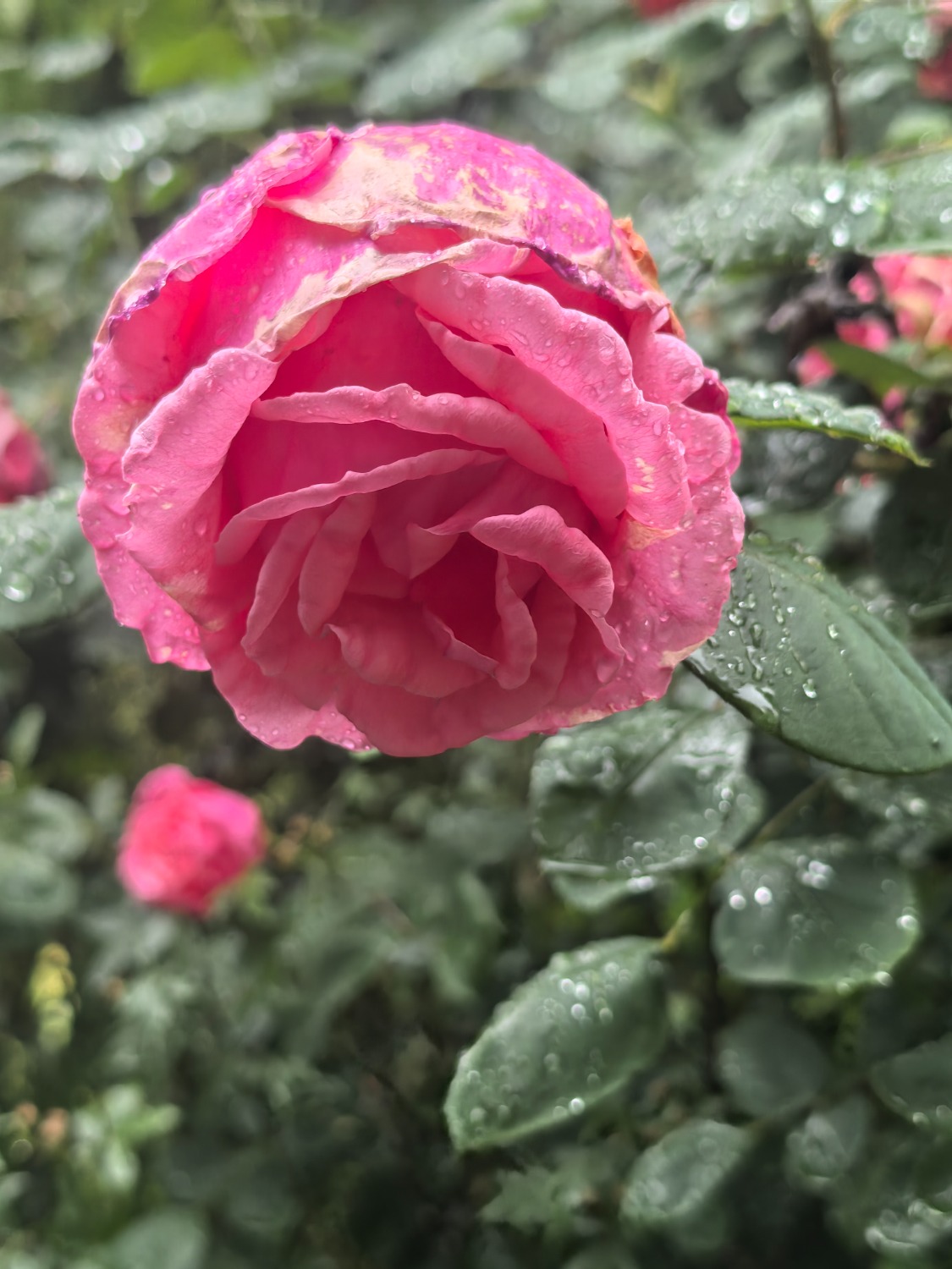 IMG_20260502_175342.jpg
